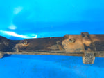 Rear spring TOYOTA TUNDRA 07-13 2008 Left.